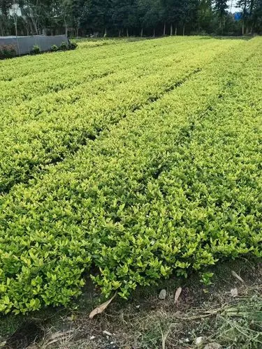 吴圩机场路上绿化工程